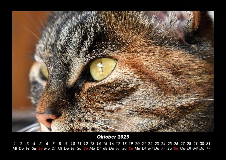 Produktbild: Tiere auf dem Bauernhof 2025 Fotokalender DIN A3