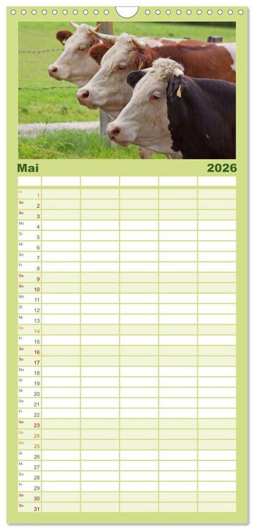 Produktbild: Familienplaner 2026 - K&uuml;he mit 5 Spalten (Wandkalender, 21 x 45 cm) CALVENDO