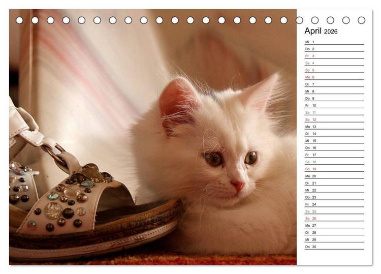Produktbild: Aus der Kinderstube der Perserkatze (Tischkalender 2026 DIN A5 quer), CALVENDO Monatskalender
