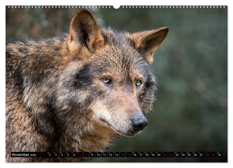 Produktbild: Wolves, Wild Spirits (High Quality Premium Wall Calendar 2026 DIN A2 landscape),CALVENDO 12 Month Wall Calendar
