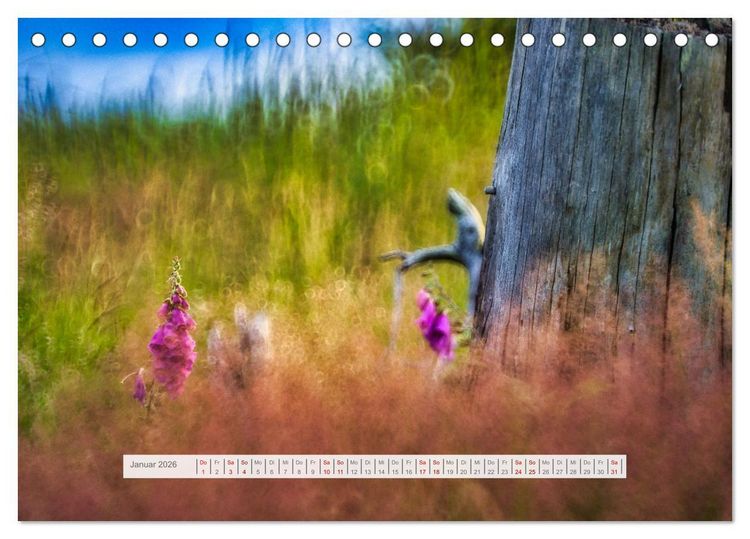 Produktbild: Traumhafte Waldstimmung am Rennsteig im Th&uuml;ringer Wald (Tischkalender 2026 DIN A5 quer), CALVENDO Monatskalender