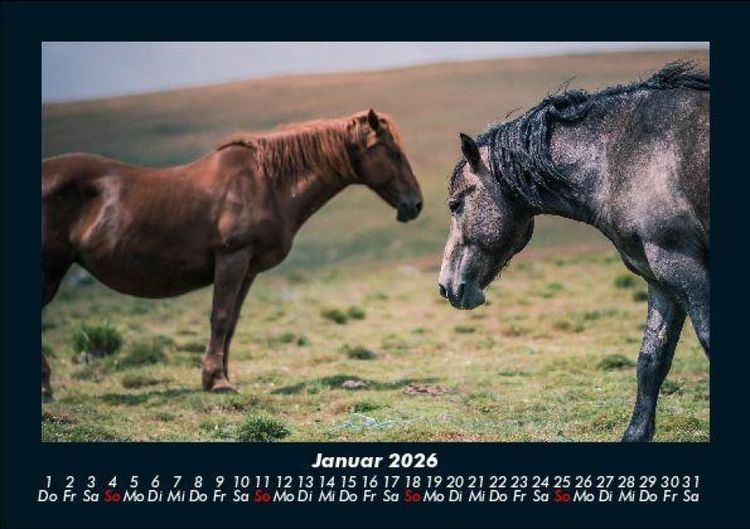 Produktbild: Welt der Pferde 2026 Fotokalender DIN A5