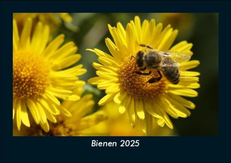 Produktbild: Bienen 2025 Fotokalender DIN A5