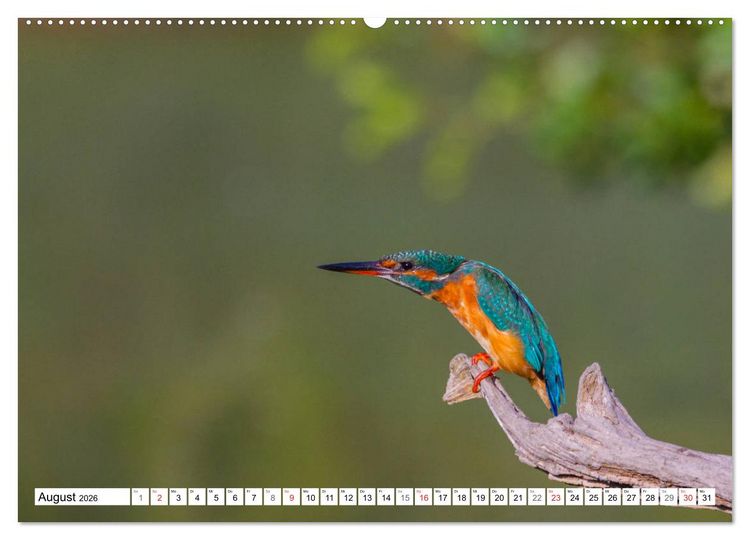 Produktbild: Eisv&ouml;gel (Alcedo atthis) - Edelsteine der Natur (hochwertiger Premium Wandkalender 2026 DIN A2 quer), Kunstdruck in Hochglanz