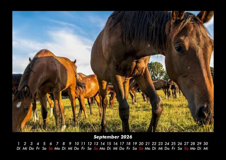 Produktbild: Die Welt der Pferde 2026 Fotokalender DIN A3
