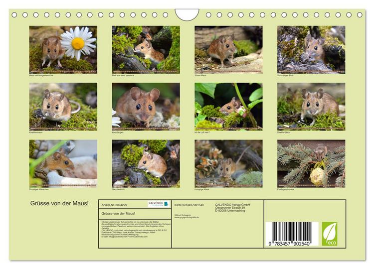Produktbild: Gr&uuml;sse von der Maus! (Wandkalender 2026 DIN A4 quer), CALVENDO Monatskalender