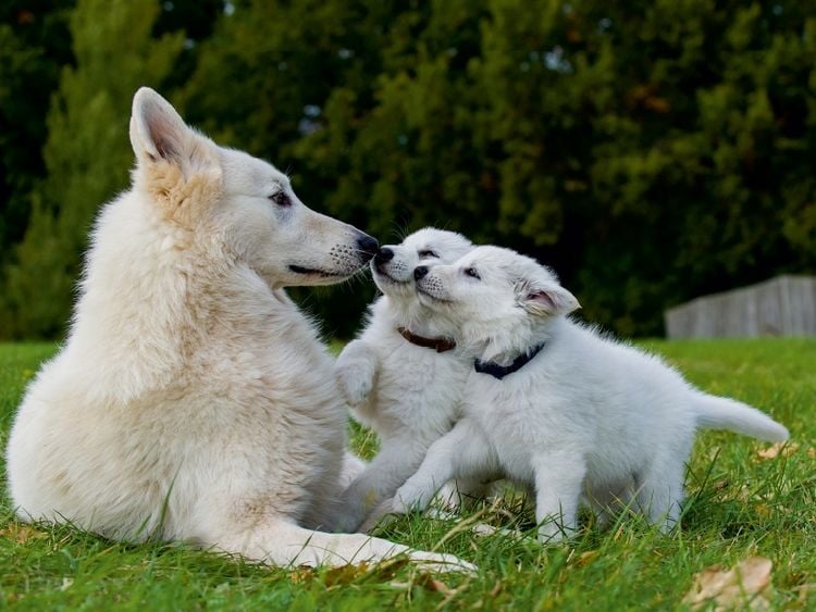 Produktbild: CALVENDO Puzzle Ein Motiv aus dem Kalender Wei&szlig;er Schweizer Sch&auml;ferhund - Ein Tag im Leben einer Hundefamilie | 1000 Teile Lege-Gr&ouml;&szlig;e 64x48cm Foto-Puzzle f&uuml;r gl&uuml;ckliche Stunden