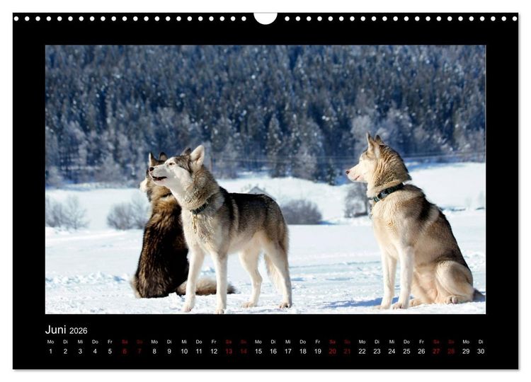 Produktbild: Huskys im Schnee (Wandkalender 2026 DIN A3 quer), CALVENDO Monatskalender