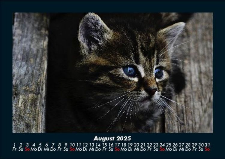 Produktbild: Haustierkalender 2025 Fotokalender DIN A5