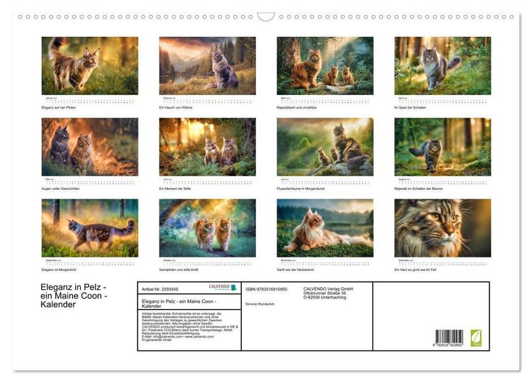 Produktbild: Eleganz in Pelz - ein Maine Coon - Kalender (Wandkalender 2027 DIN A2 quer), CALVENDO Monatskalender