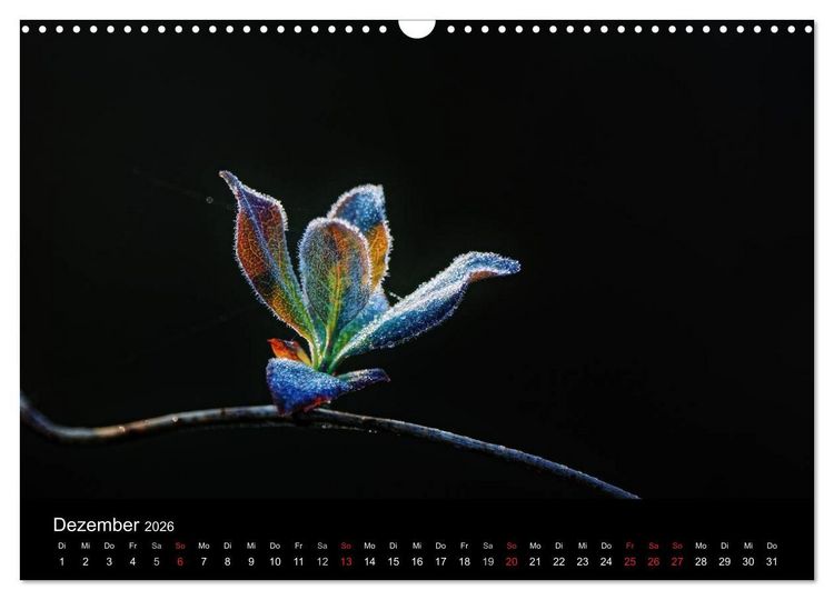 Produktbild: Wilde Bl&uuml;ten-Tr&auml;ume (Wandkalender 2026 DIN A3 quer), CALVENDO Monatskalender