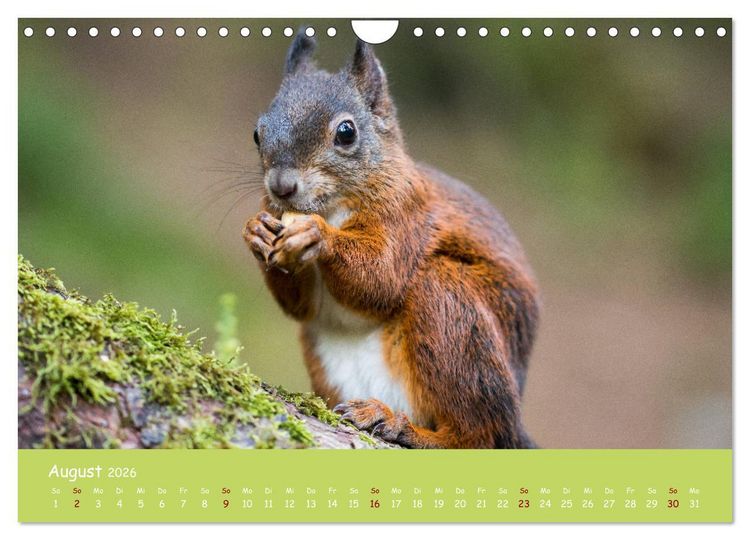 Produktbild: Eichh&ouml;rnchen - die s&uuml;&szlig;en Nussknacker (Wandkalender 2026 DIN A4 quer), CALVENDO Monatskalender