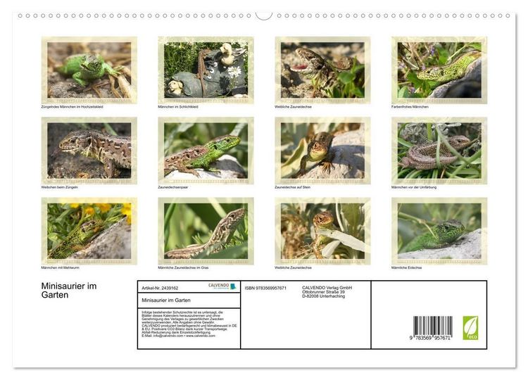 Produktbild: Minisaurier im Garten (hochwertiger Premium Wandkalender 2027 DIN A2 quer), Kunstdruck in Hochglanz