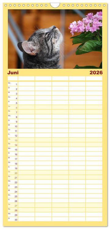 Produktbild: Familienplaner 2026 - Die Launen der Katzen 2026 mit 5 Spalten (Wandkalender, 21 x 45 cm) CALVENDO