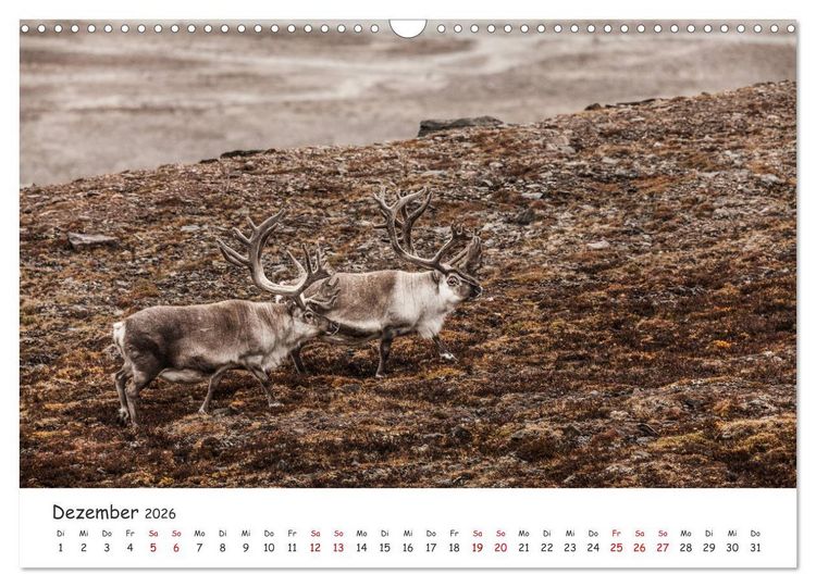 Produktbild: Rentiere (Wandkalender 2026 DIN A3 quer), CALVENDO Monatskalender