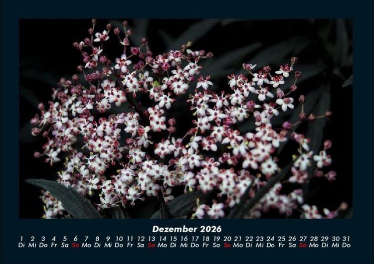 Produktbild: Blumenzauber 2026 Fotokalender DIN A4