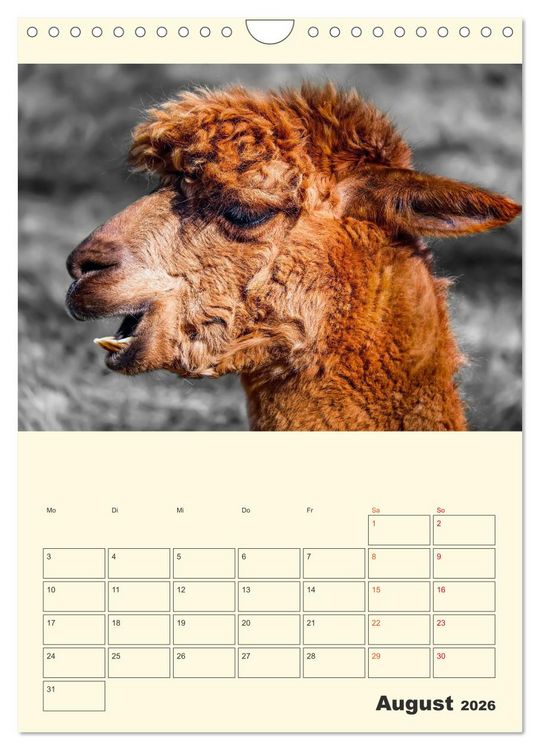 Produktbild: Putzige Alpakas (Wandkalender 2026 DIN A4 hoch), CALVENDO Monatskalender