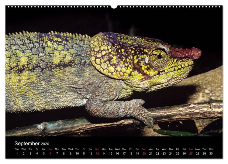 Produktbild: Chameleons Monsters of the African Bush (High Quality Premium Wall Calendar 2026 DIN A2 landscape),CALVENDO 12 Month Wall Calendar