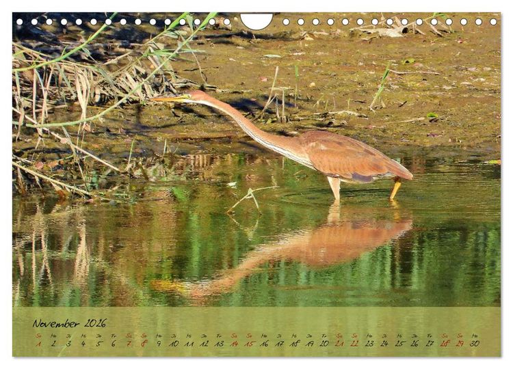 Produktbild: Wildes S&uuml;dfrankreich (Wandkalender 2026 DIN A4 quer), CALVENDO Monatskalender