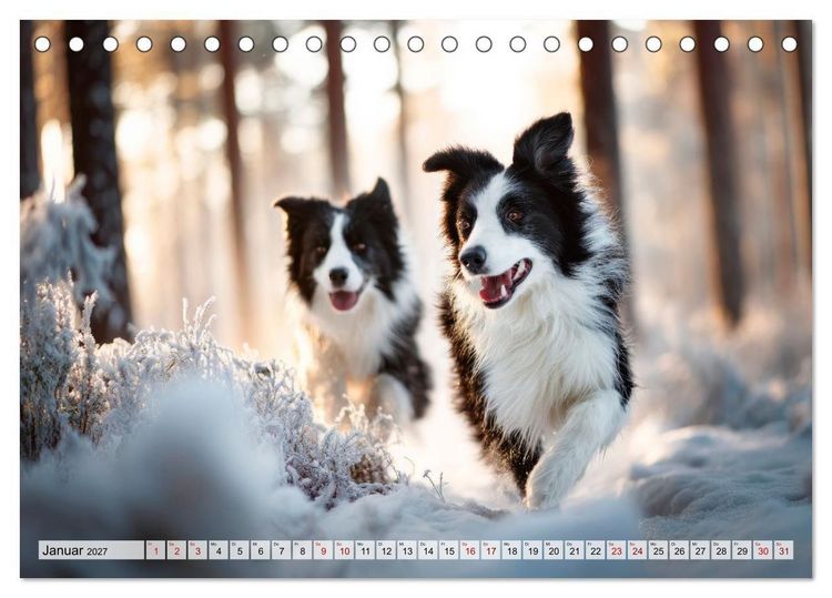 Produktbild: Border Collie - Magische Augenblicke (Tischkalender 2027 DIN A5 quer), CALVENDO Monatskalender