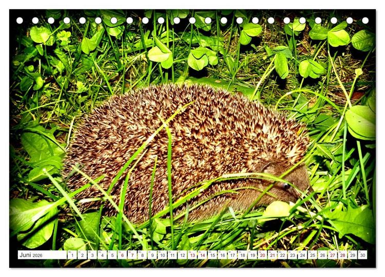 Produktbild: Mein Haus-Igel (Tischkalender 2026 DIN A5 quer), CALVENDO Monatskalender