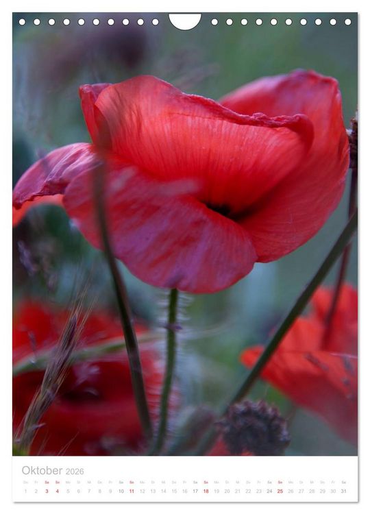 Produktbild: Wiesenblumen (Wandkalender 2026 DIN A4 hoch), CALVENDO Monatskalender