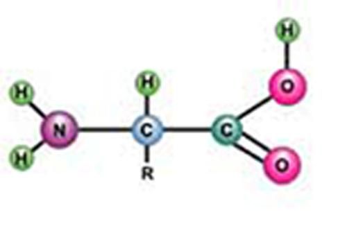 Produktbild: Tests for R group of Proteins and Determination of their Isoelectric pH