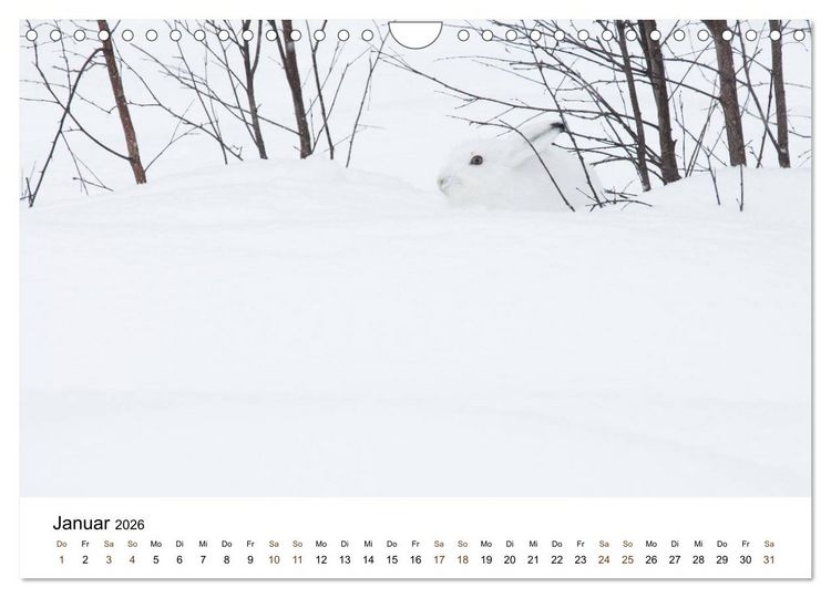 Produktbild: Finnland: eine tierische Entdeckungsreise (Wandkalender 2026 DIN A4 quer), CALVENDO Monatskalender