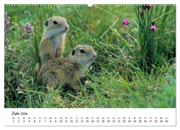 Produktbild: Tierkinder in freier Wildbahn (hochwertiger Premium Wandkalender 2026 DIN A2 quer), Kunstdruck in Hochglanz
