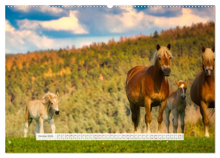 Produktbild: Haflinger im Th&uuml;ringer Wald (Wandkalender 2026 DIN A2 quer), CALVENDO Monatskalender