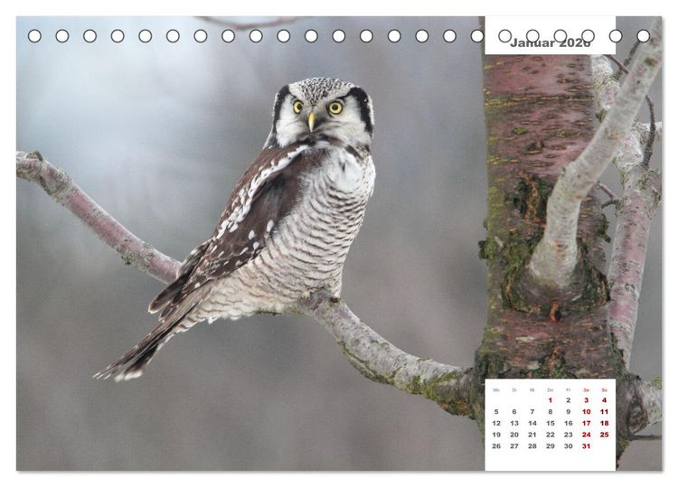 Produktbild: Zwei Tierfotografen Zw&ouml;lf Highlights (Tischkalender 2026 DIN A5 quer), CALVENDO Monatskalender