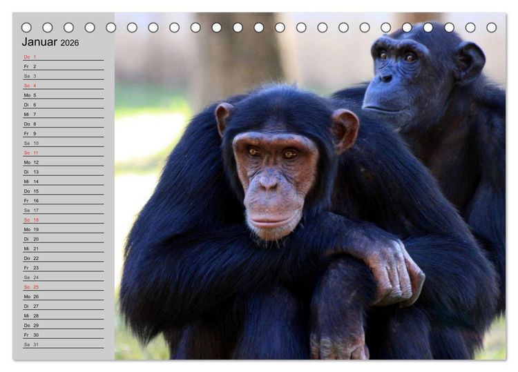 Produktbild: Schimpansen (Tischkalender 2026 DIN A5 quer), CALVENDO Monatskalender