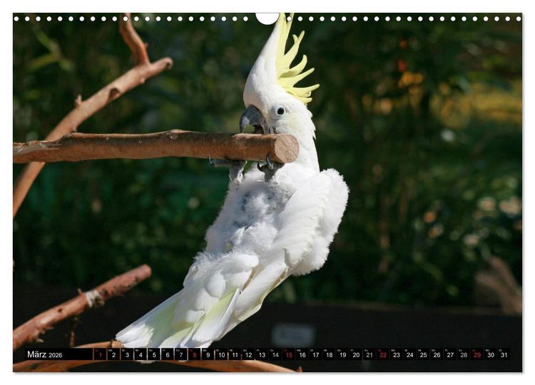Produktbild: Die Kakadus sind los (Wandkalender 2026 DIN A3 quer), CALVENDO Monatskalender