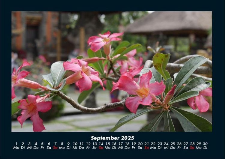 Produktbild: Blumentr&auml;ume 2025 Fotokalender DIN A4