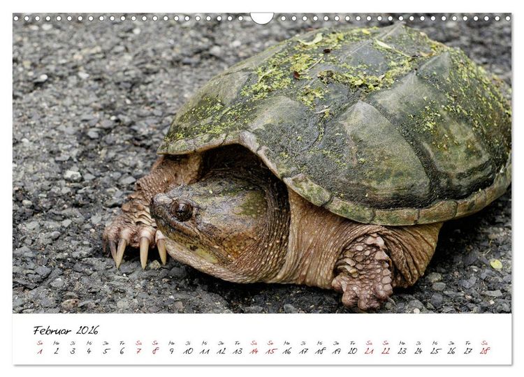 Produktbild: USA Ostk&uuml;ste Ein Road Trip (Wandkalender 2026 DIN A3 quer), CALVENDO Monatskalender