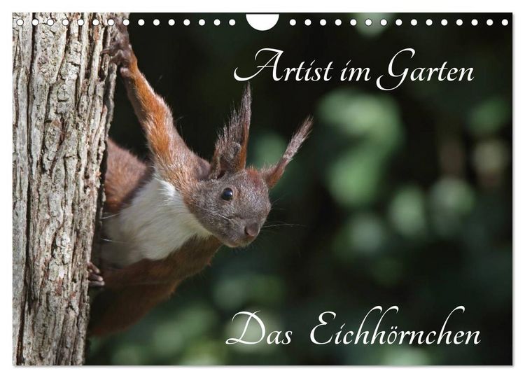 Produktbild: Artist im Garten. Das Eichh&ouml;rnchen (Wandkalender 2026 DIN A4 quer), CALVENDO Monatskalender