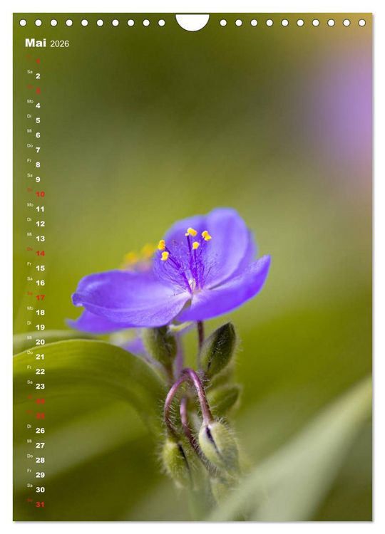 Produktbild: Colors of Nature (Wandkalender 2026 DIN A4 hoch), CALVENDO Monatskalender