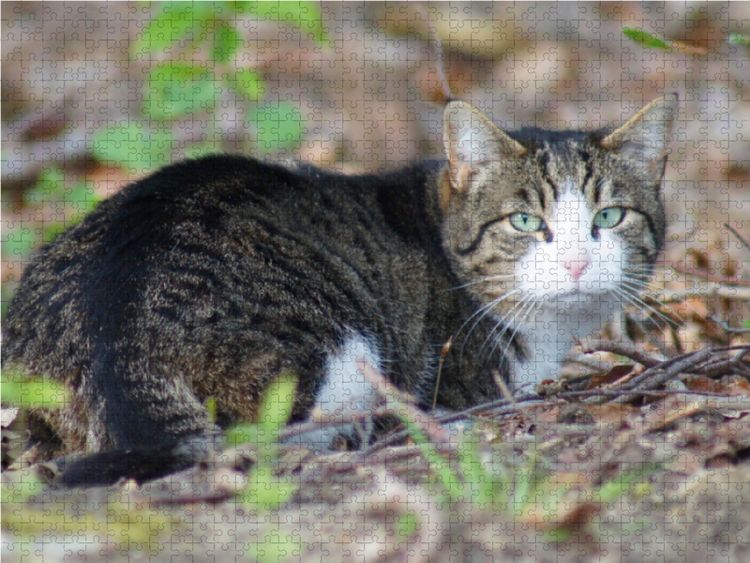 Produktbild: CALVENDO Puzzle Hauskatze am Waldrand 1000 Teile Lege-Gr&ouml;&szlig;e 64 x 48 cm Foto-Puzzle Bild von kattobello