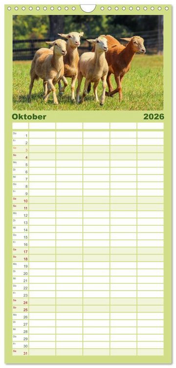 Produktbild: Familienplaner 2026 - Schafe mit 5 Spalten (Wandkalender, 21 x 45 cm) CALVENDO