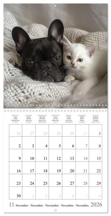 Produktbild: French Bulldogs (Wall Calendar 2026 12 &times; 12 Inch) CALVENDO 12 Month Wall Calendar
