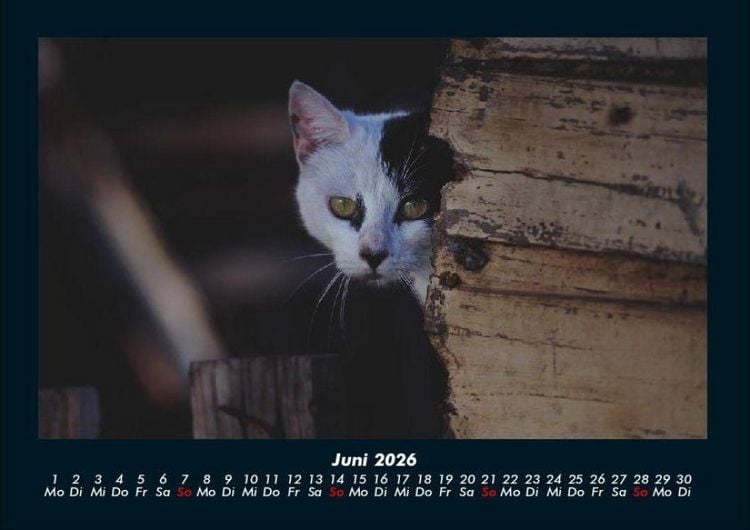 Produktbild: F&uuml;r Katzenfreunde 2026 Fotokalender DIN A4