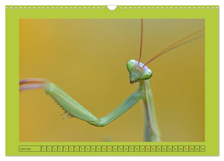 Produktbild: Die Gottesanbeterin Mantis Religiosa (Wandkalender 2026 DIN A3 quer), CALVENDO Monatskalender