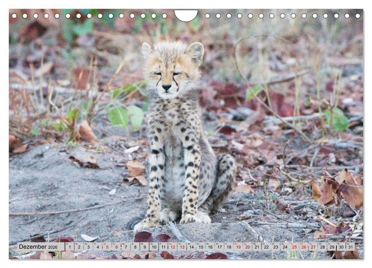 Produktbild: Geparden - schnelle J&auml;ger (Wandkalender 2026 DIN A4 quer), CALVENDO Monatskalender