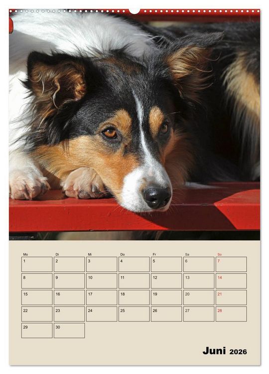Produktbild: Border Collie - Ein Familienplaner (Wandkalender 2026 DIN A2 hoch), CALVENDO Monatskalender