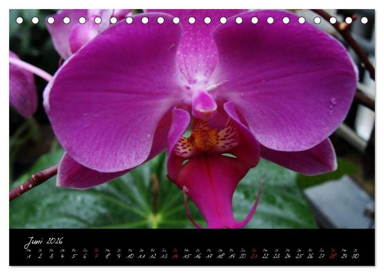 Produktbild: Farbenreiche Orchideen (Tischkalender 2026 DIN A5 quer), CALVENDO Monatskalender