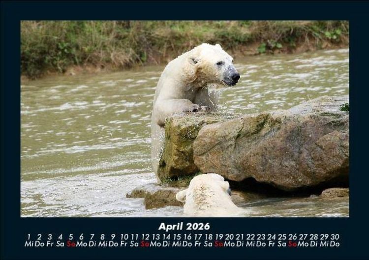 Produktbild: Eisb&auml;ren 2026 Fotokalender DIN A5