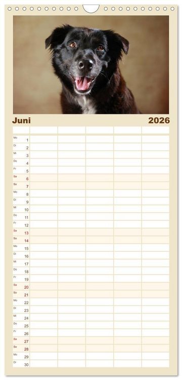 Produktbild: Familienplaner 2026 - Charmante Australian Shepherds mit 5 Spalten (Wandkalender, 21 x 45 cm) CALVENDO