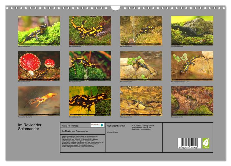 Produktbild: Im Revier der Salamander (Wandkalender 2026 DIN A3 quer), CALVENDO Monatskalender