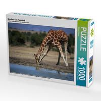 Produktbild: CALVENDO Puzzle Giraffen &ndash; Im Flussbett 1000 Teile Lege-Gr&ouml;&szlig;e 64 x 48 cm Foto-Puzzle Bild von Michael Herzog