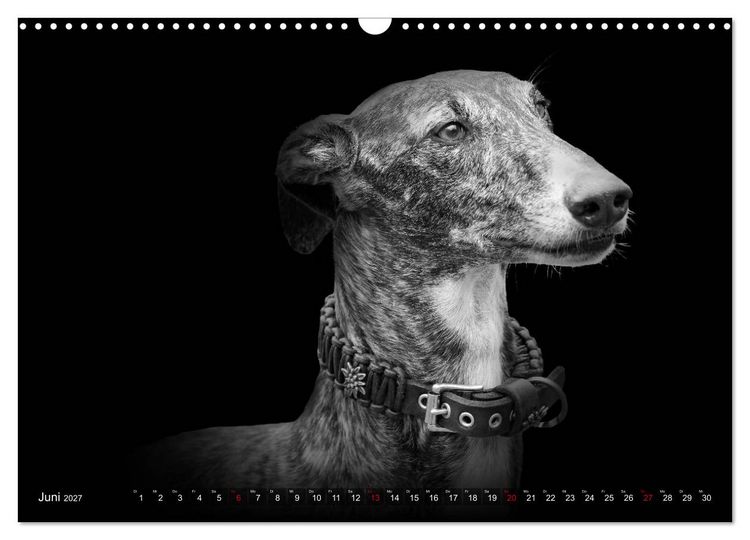 Produktbild: Galgo Espa&ntilde;ol - der spanische Windhund 2027 (Wandkalender 2027 DIN A3 quer), CALVENDO Monatskalender